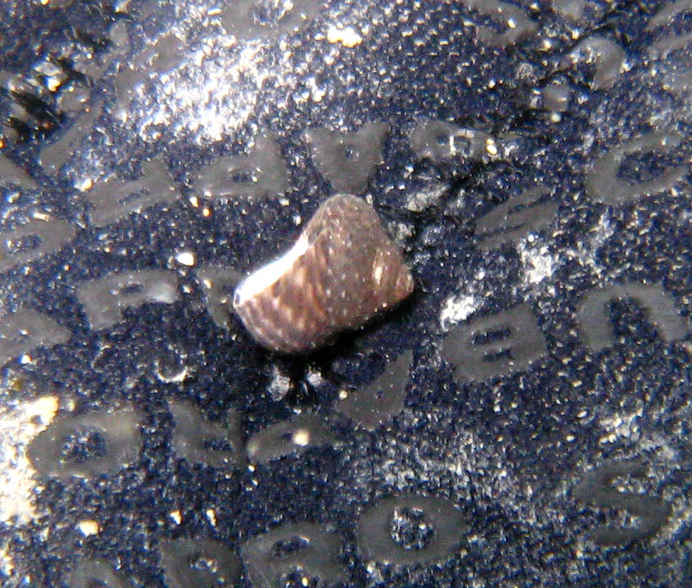 Gibbula adansonii? no, Clanculus jussieui